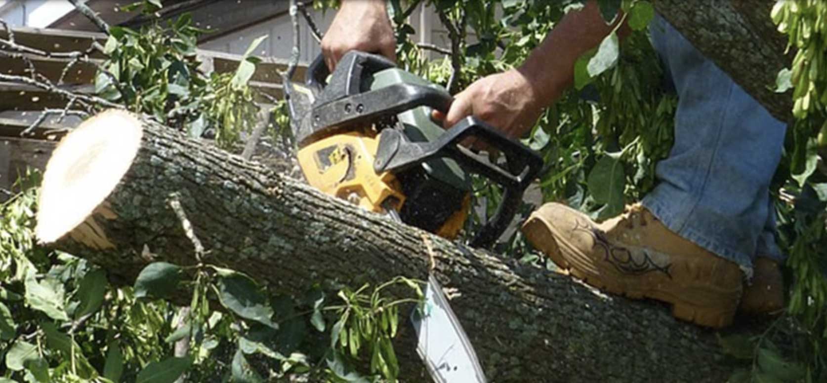 Someone removing a tree with a chainsaw